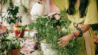 A woman watering her houseplants