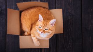 Ginger cat in box