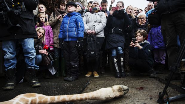 A perfectly healthy young giraffe named Marius was shot dead and autopsied in the presence of visitors to the gardens at Copenhagen zoo on Febuary 9, 2014 despite an online petition to save i