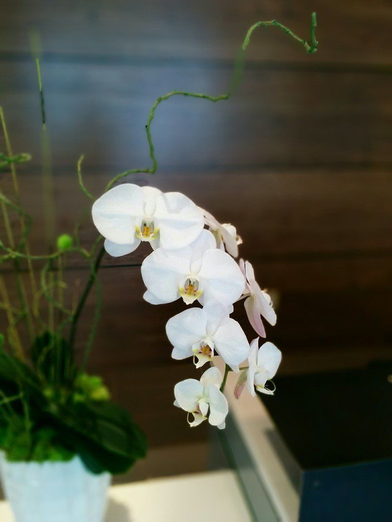 Google Camera Lens Blur picture