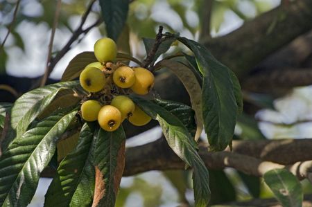 Loquat Tree