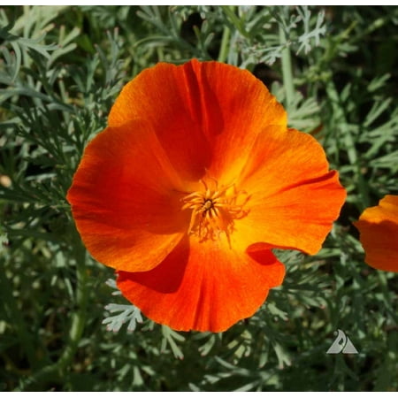 Mikado California Poppy Seeds - Eschscholzia Californica, Non-Gmo, 200 Seeds, Vibrant Annual Flower for Gardens & Wildflower Meadows