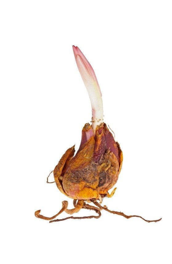 Scaling Plant Bulbs How To Multiply Bulbs By Scaling Gardening Know How