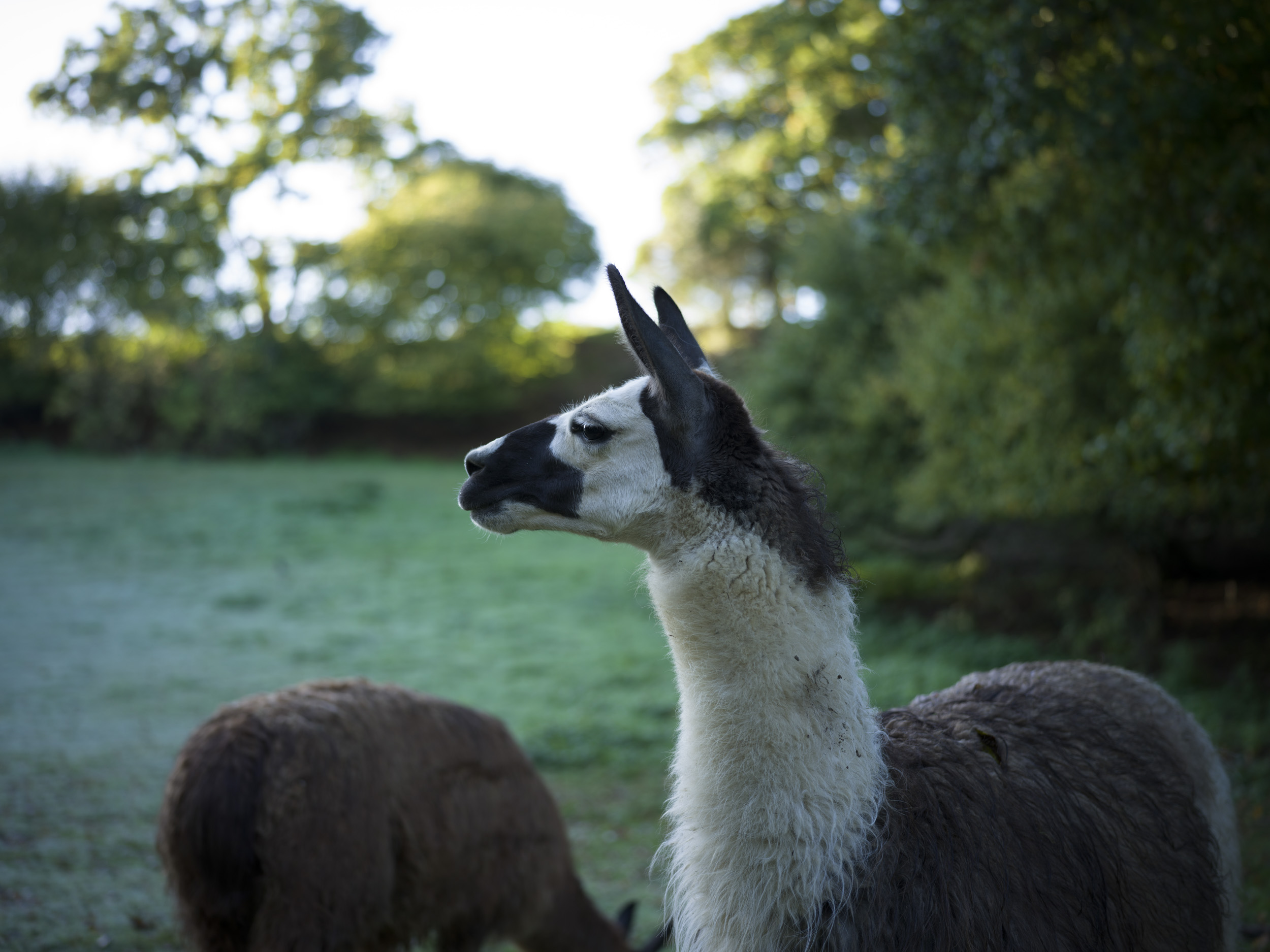 A shallow depth picture of a lama taken with the Hasselblad X2D 100C
