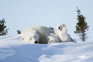polar bear waving
