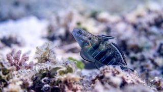 Banded sleeper goby coming out of hole