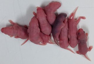 image showing newborn mice in a lab.