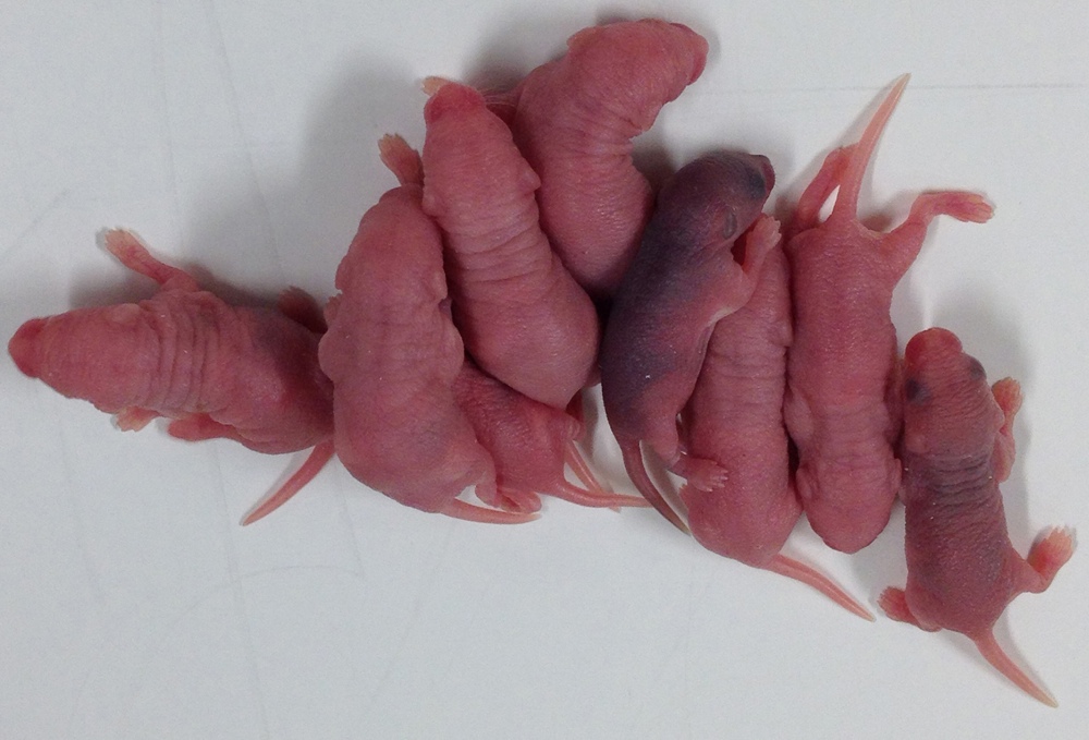 image showing newborn mice in a lab.