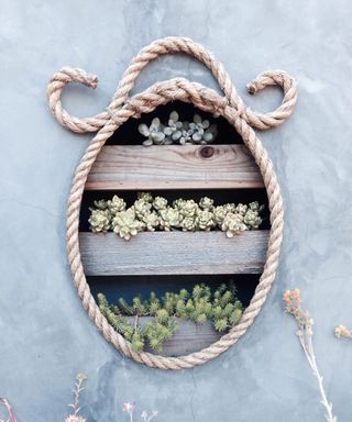 Succulents in a nautical themed wall display