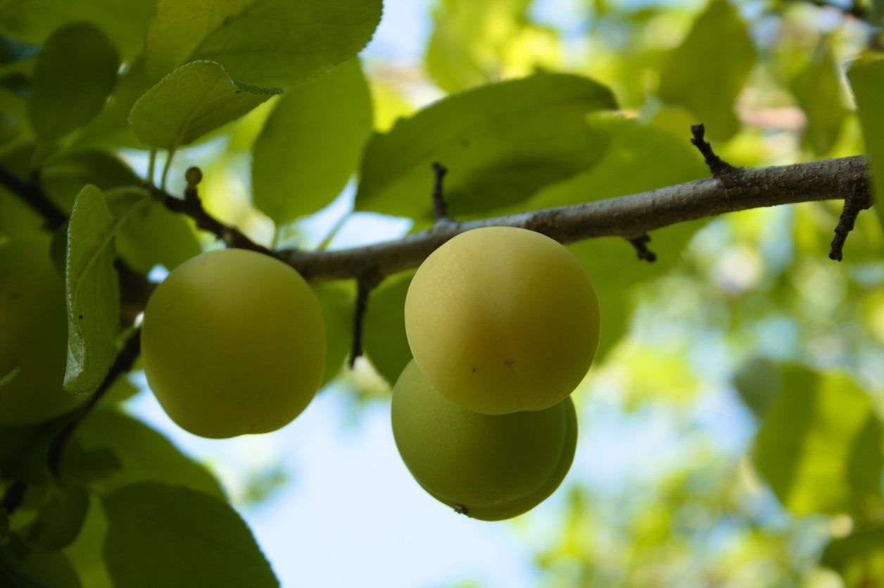 Willingham Gage Fruit Tree