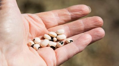 Hand holding a harvest of black eyed peas