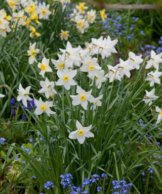 different varieties of daffodils growing together