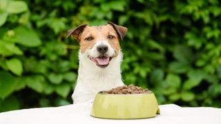 dog next to food bowl