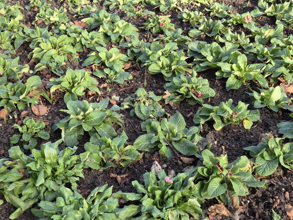 Several rows of plants in soil