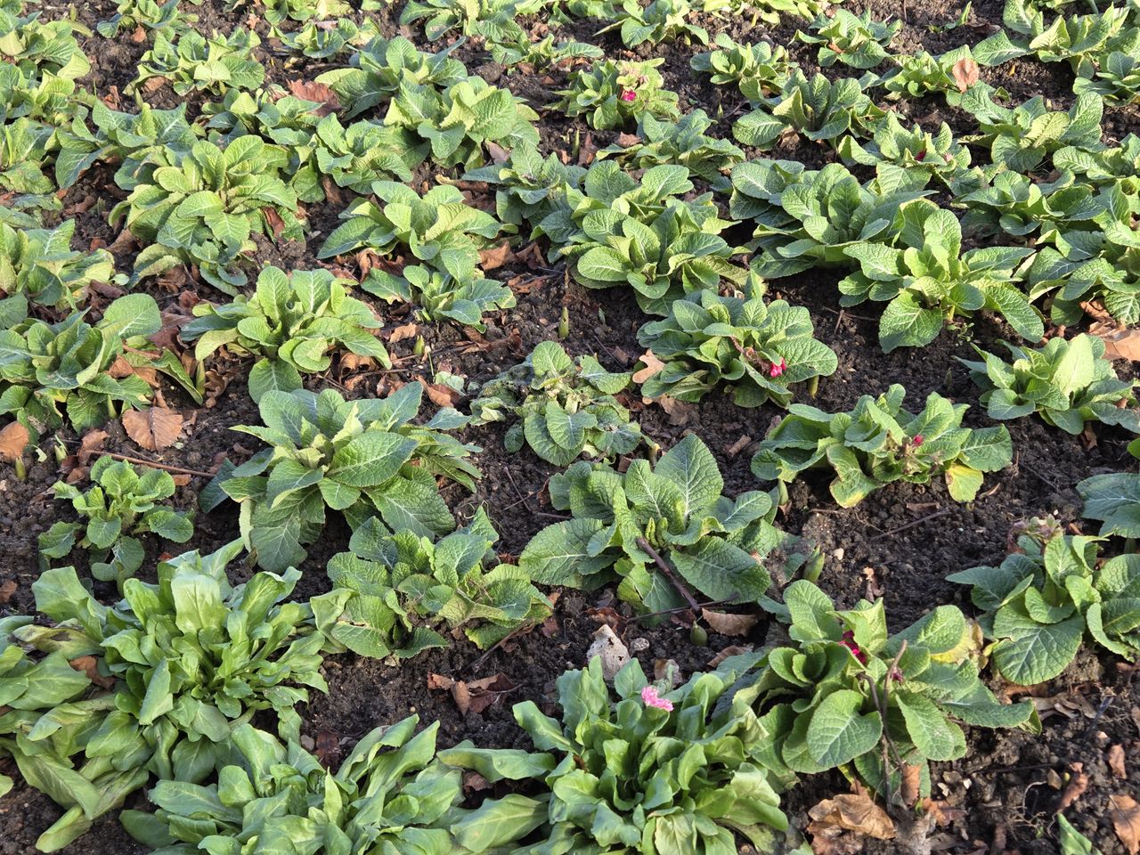 Several rows of plants in soil