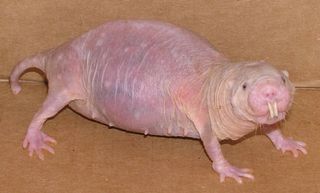 Naked mole rats live about 10 times longer than other similar-sized mammals. This pregnant naked mole rat (above) is 15 years old.