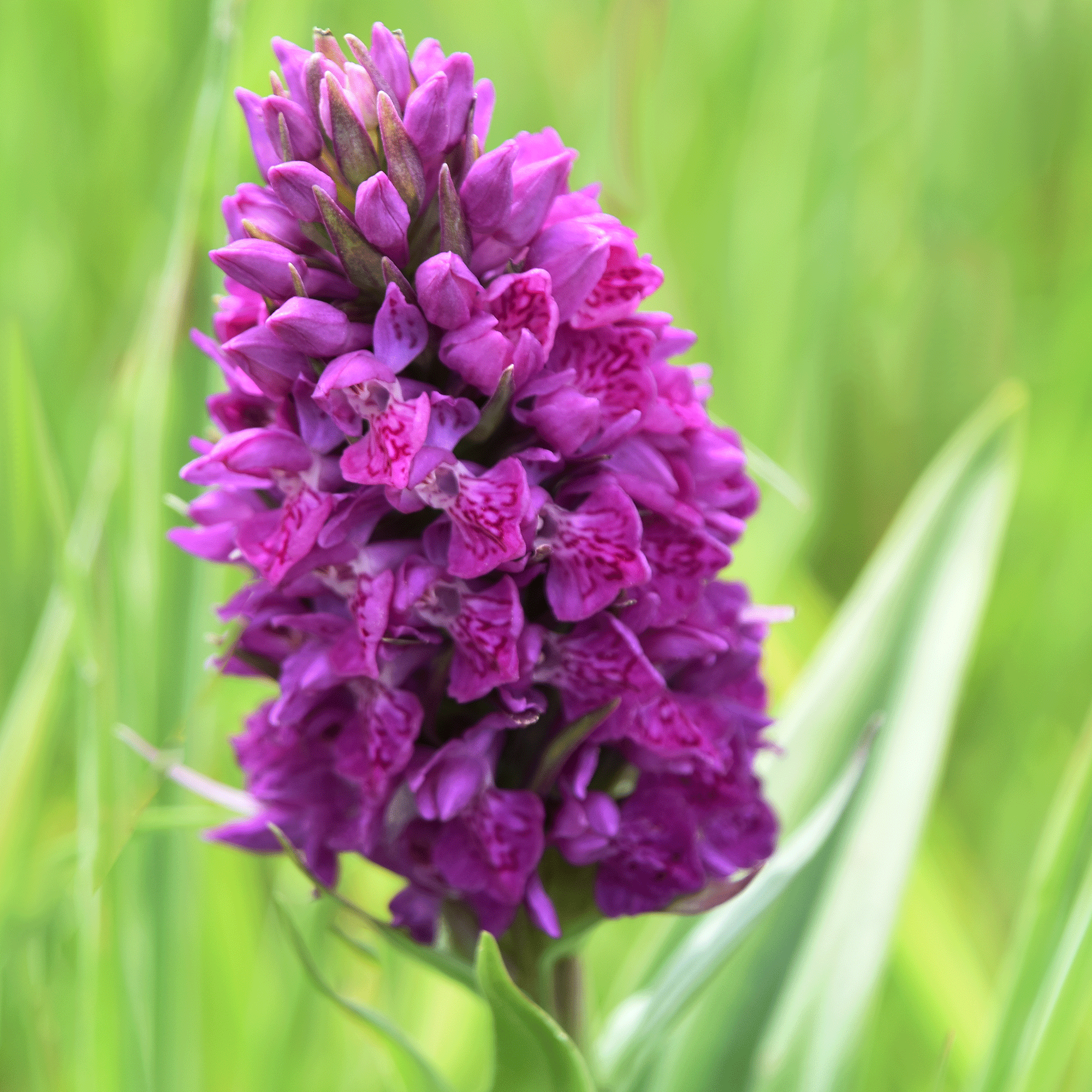 Purple orchids outdoors in the UK