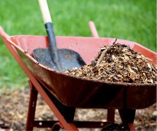 Mulch in wheelbarrow