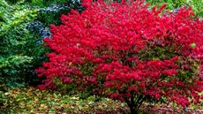 Burning bush shrub in fall