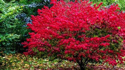 Burning bush shrub in fall