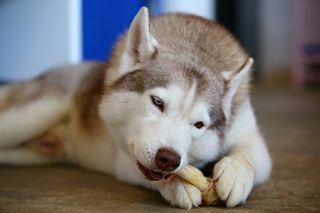 A dog chewing on a bone.