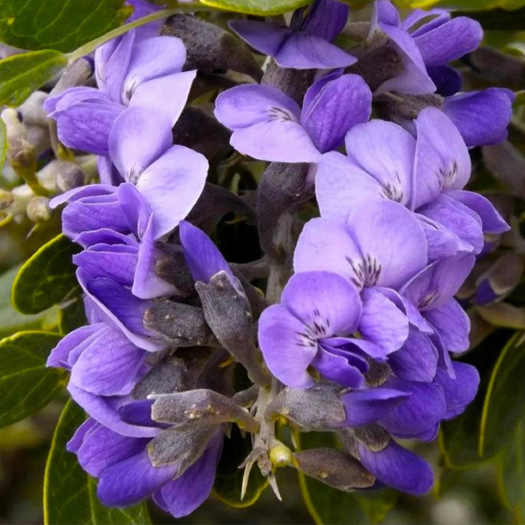 TEXAS Mountain LAUREL Sophora Secundiflora Mescal Tree Purple Flower Seeds