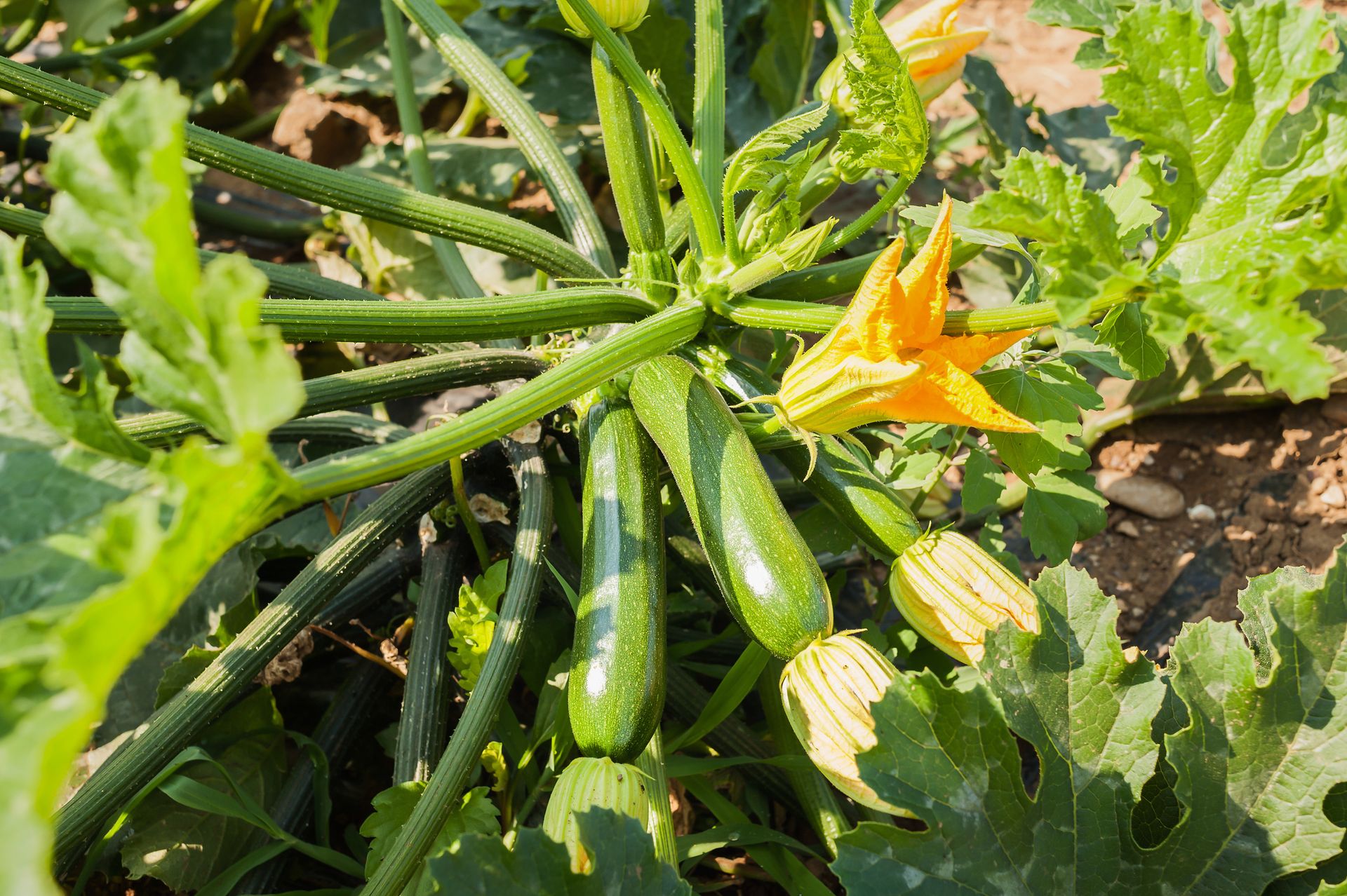 How to grow courgettes Gardeningetc
