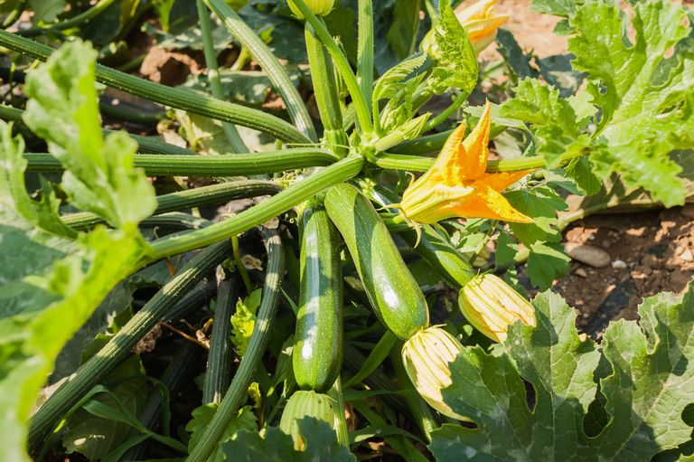 How to grow courgettes | Gardeningetc