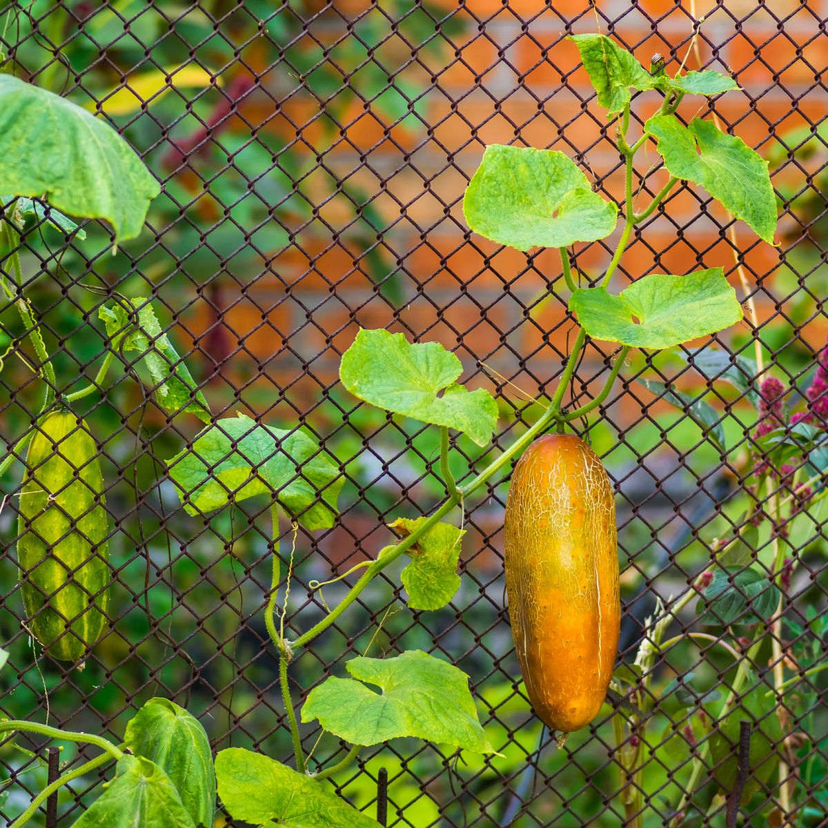 Cucumber Yellowing: Common Causes & How To Prevent Them | Gardening
