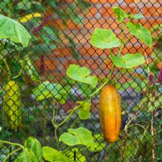 Yellowing cucumber growing on a fence