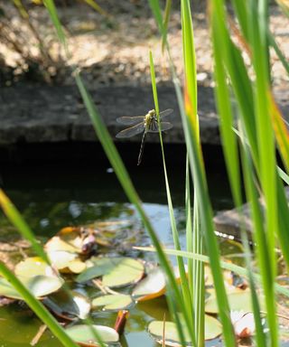 dragonfly near wildlife pond
