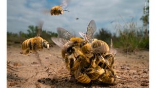 Wildlife Photographer of the Year