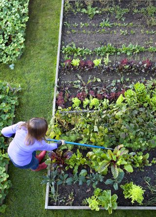 Raised beds