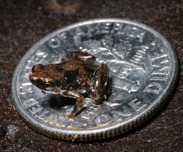 Miniature frog is the worlds smallest vertebrate, or animal with a backbone.