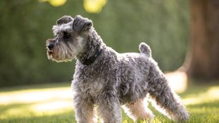 Easiest dog breeds