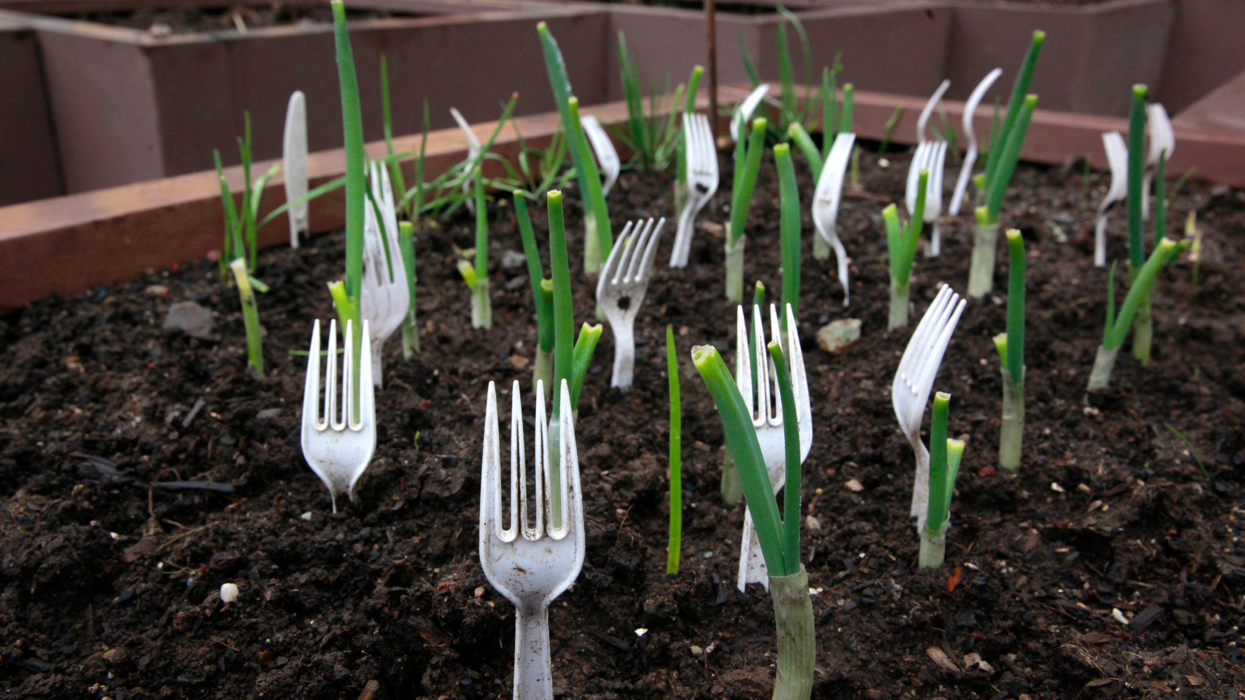Gardeners are sticking plastic forks in their veg patches – and no, it’s not as bonkers as it sounds