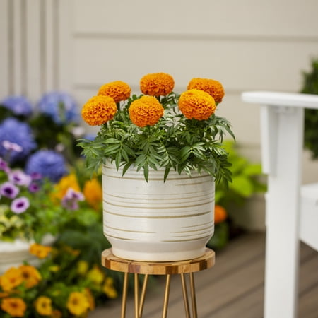 Expert Gardener 2qt Orange Marigold Live Annual Plant Sun 3-Pack