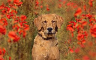 Anna-Marie Coster shares her skills for capturing great dog portraits