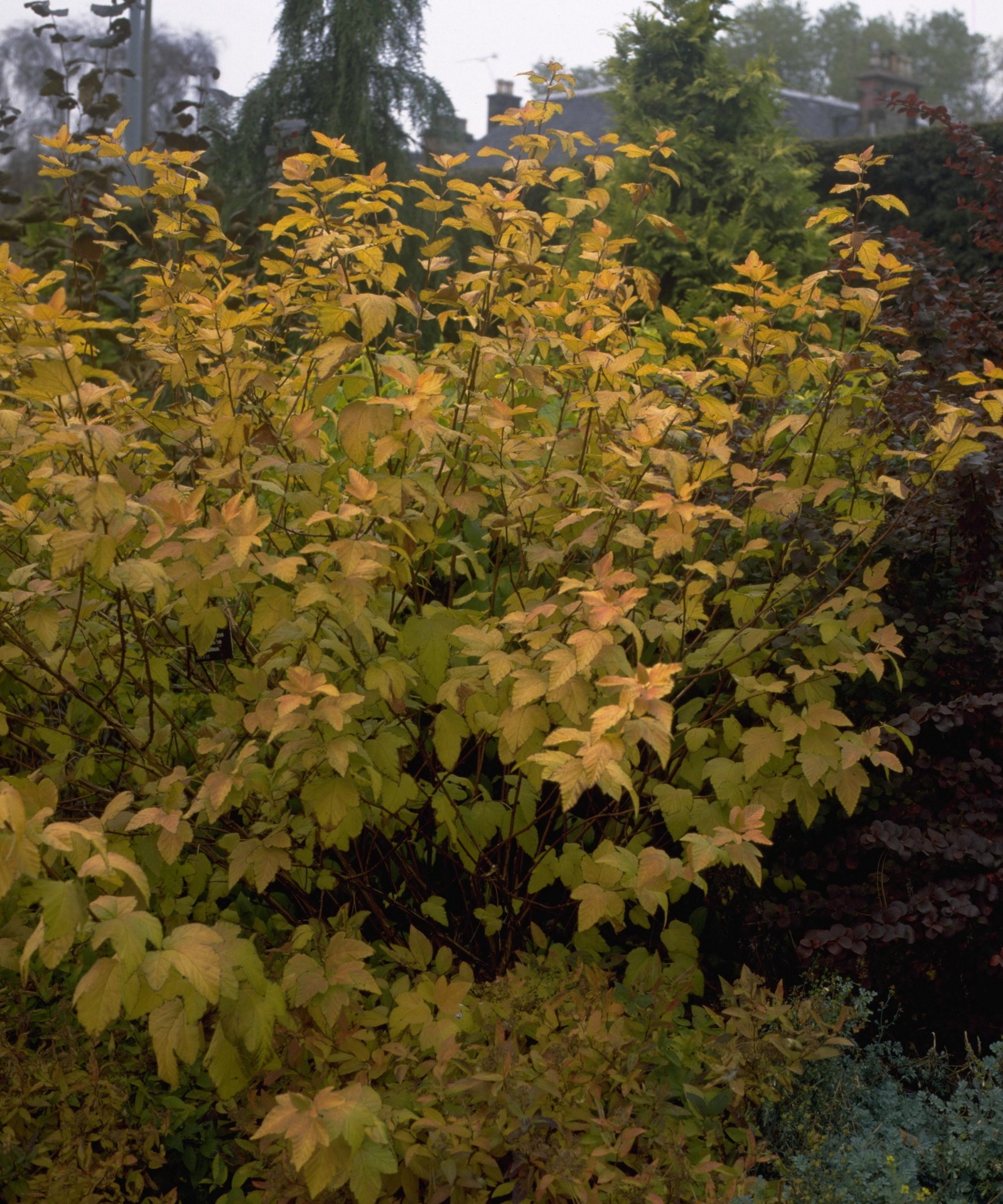 The golden foliage of a ninebark shrub in autumn