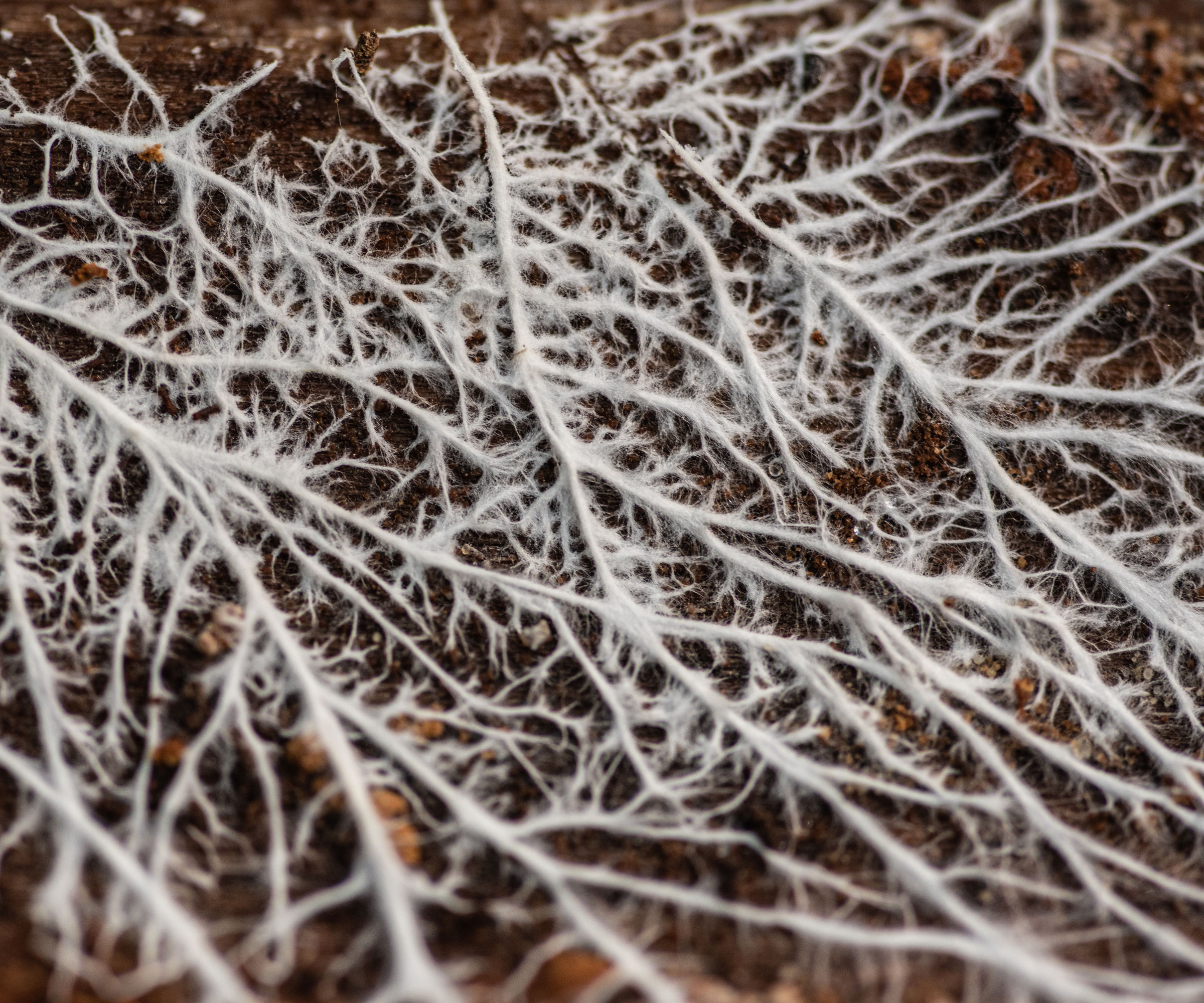 white mycelium network in soil
