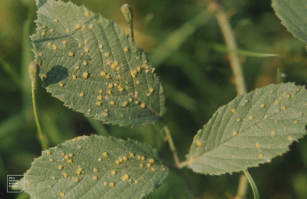 Rust On Bramble Bush Leaves