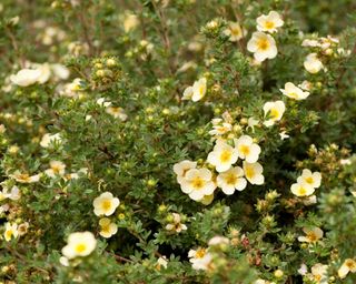 potentilla fruticosa ‘Limelight'