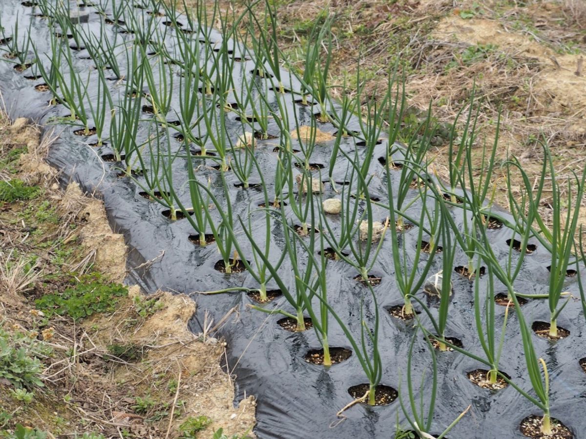 Kill Weeds With Plastic Sheeting