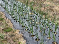 Rows Of Vegetalbes In The Garden Covered With Plastic Sheeting