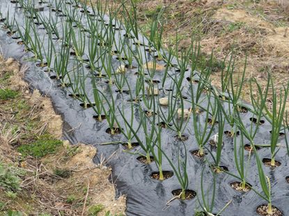 Rows Of Vegetalbes In The Garden Covered With Plastic Sheeting