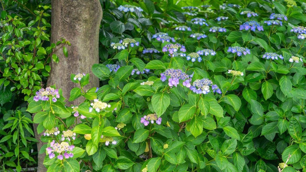 Lacecap hydrangea shrub under a tree