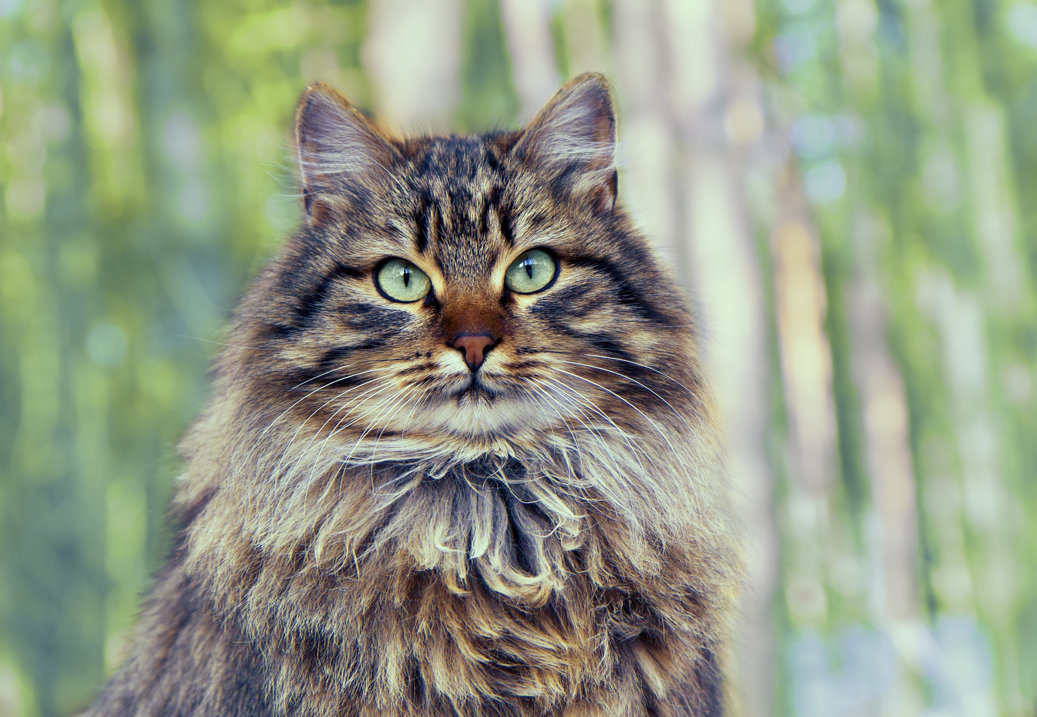 Винтаге портрет слатке сибирске мачке која седи у боровој шуми.