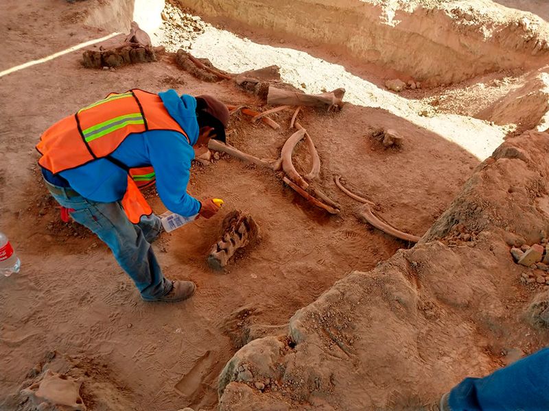 An excavator preserves some of the mammoth bones discovered at the airport outside of Mexico City.