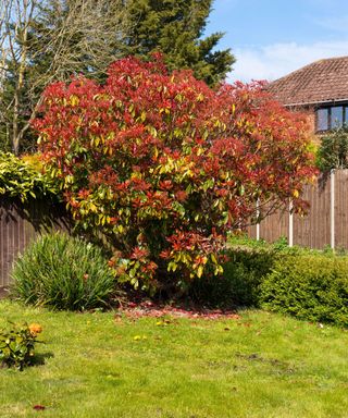 Photinia 'Red Robin' tree in a garden