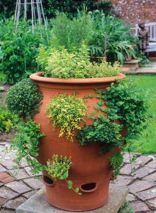 herbs in strawberry planter